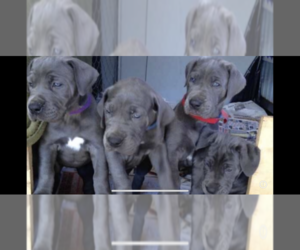 Great Dane Puppy for sale in WEST JORDAN, UT, USA
