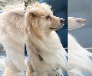 American Eskimo Dog-Unknown Mix Dogs for adoption in Pikesville, MD, USA