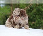 Small #4 ShihPoo