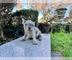 Small Photo #167 French Bulldog Puppy For Sale in HAYWARD, CA, USA