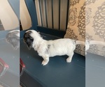 Small Photo #9 Dachshund Puppy For Sale in LOGANVILLE, GA, USA