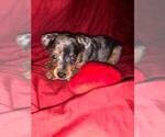 Small Photo #3 Harlequin Pinscher Puppy For Sale in EDWARDSBURG, MI, USA