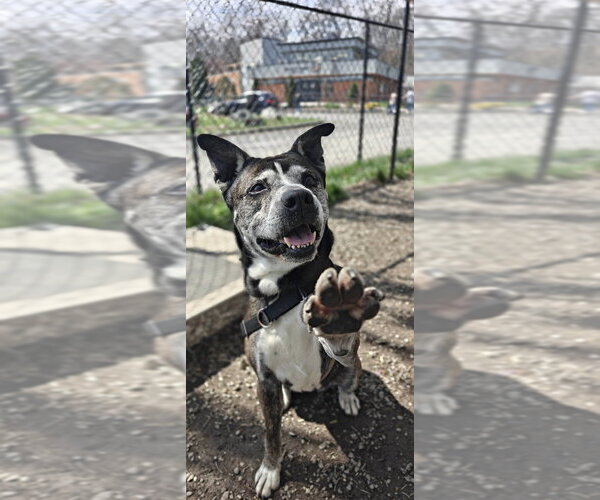 Medium Photo #11 Mutt Puppy For Sale in Elmsford, NY, USA