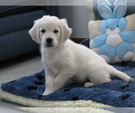 Small Photo #1 English Cream Golden Retriever Puppy For Sale in MECHANICSVILLE, MD, USA