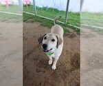 Small #3 Great Pyrenees Mix