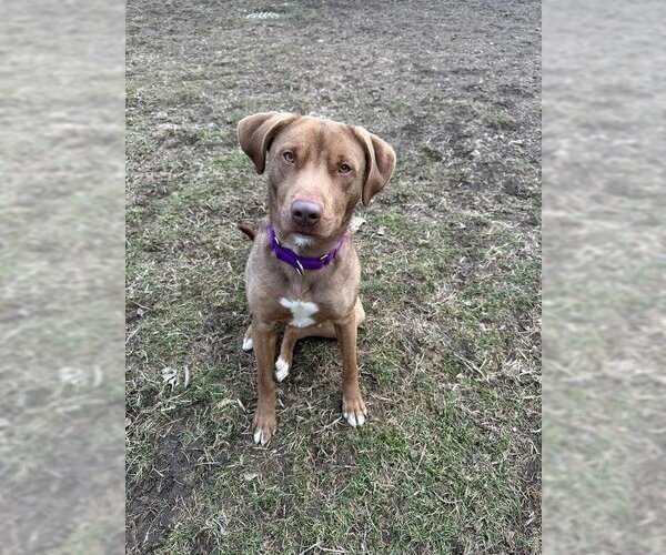 Medium Photo #4 Labrador Retriever-Unknown Mix Puppy For Sale in South Bend, IN, USA