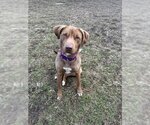 Small #3 Labrador Retriever Mix