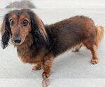 Small #5 Dachshund