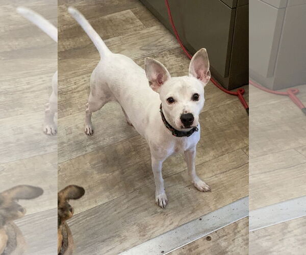 Medium Photo #4 Rat-Cha Puppy For Sale in San Diego, CA, USA