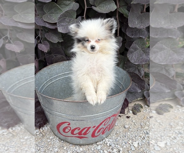 Medium Photo #4 Pomeranian Puppy For Sale in MIDDLEBURY, IN, USA