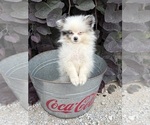 Small #3 Pomeranian