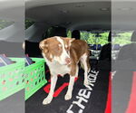 Small #3 Australian Shepherd-Huskies  Mix