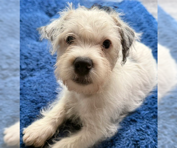 Medium Photo #13 Mutt Puppy For Sale in Raleigh, NC, USA