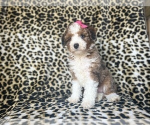 Aussiedoodle Miniature Puppy for sale in LAKELAND, FL, USA
