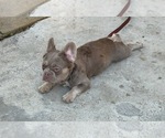 Small #2 French Bulldog
