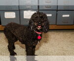 Small #1 Poodle (Miniature)