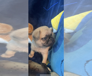 Pug Puppy for sale in FALMOUTH, VA, USA
