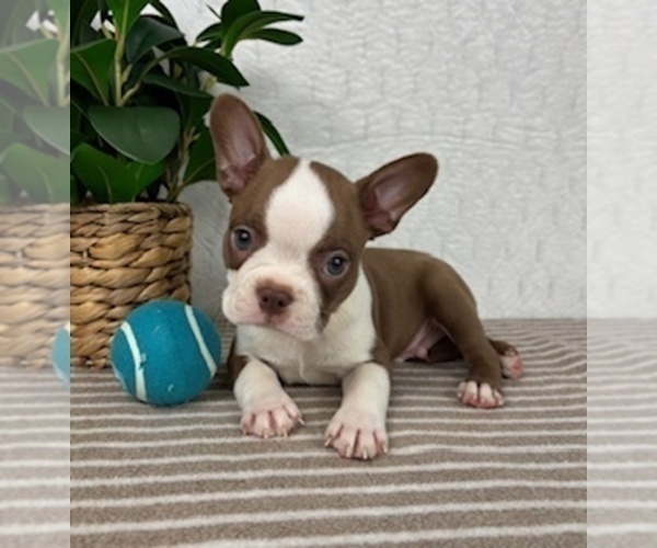 Medium Photo #2 Boston Terrier Puppy For Sale in GREENFIELD, IN, USA