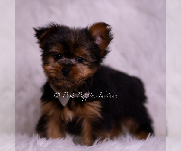 Medium Photo #4 Yorkshire Terrier Puppy For Sale in WARSAW, IN, USA