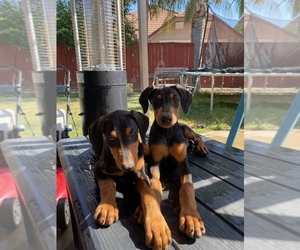 Doberman Pinscher Puppy for Sale in PATTERSON, California USA