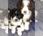 Small Photo #19 Aussie-Poo-Aussiedoodle Mix Puppy For Sale in ANNISTON, AL, USA