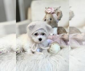 Maltese Puppy for Sale in NAPLES, Florida USA