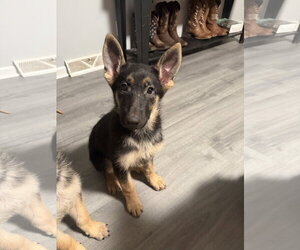 Winchester- Puppy - Female German Shepherd Dog Dog for Adoption - Photo #3