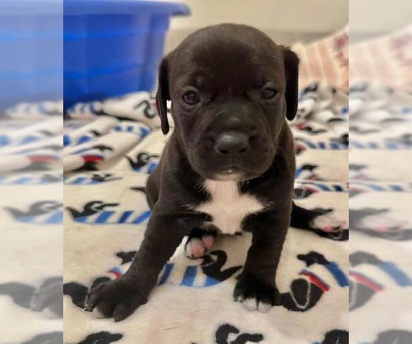 Medium Photo #1 Chiweenie Puppy For Sale in Los Angeles, CA, USA