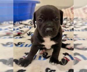 Chiweenie Dogs for adoption in Los Angeles, CA, USA