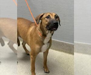 German Shepherd Dog-Unknown Mix Dogs for adoption in Las Vegas, NV, USA