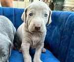 Puppy Silver girl 1 Weimaraner