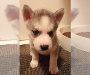 Siberian Husky Puppy for sale in FENTON, MO, USA