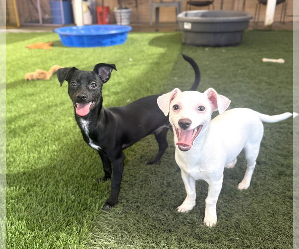 Medium Photo #8 Chihuahua-Unknown Mix Puppy For Sale in Phoenix, AZ, USA