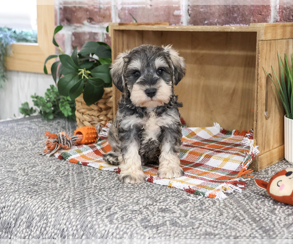 Medium Photo #2 Schnauzer (Miniature) Puppy For Sale in SYRACUSE, IN, USA