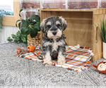 Small #1 Schnauzer (Miniature)