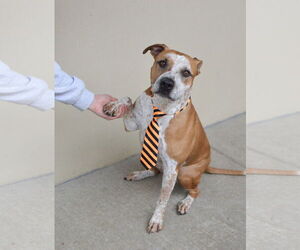 Red Heeler-Unknown Mix Dogs for adoption in McKinney, TX, USA