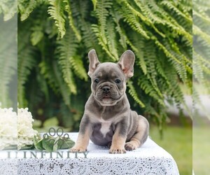 French Bulldog Puppy for sale in NARVON, PA, USA