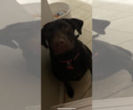 Small Photo #1 Goldendoodle-Labrador Retriever Mix Puppy For Sale in COCOA, FL, USA