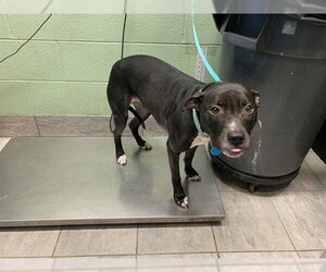 American Staffordshire Terrier-Unknown Mix Dogs for adoption in Grand Prairie, TX, USA