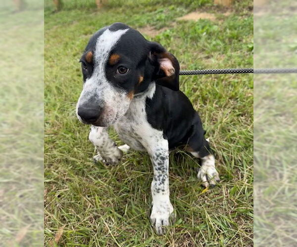 Medium Photo #5 Pointer-Unknown Mix Puppy For Sale in Tarrytown, GA, USA