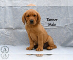 Puppy Tanner Labrador Retriever