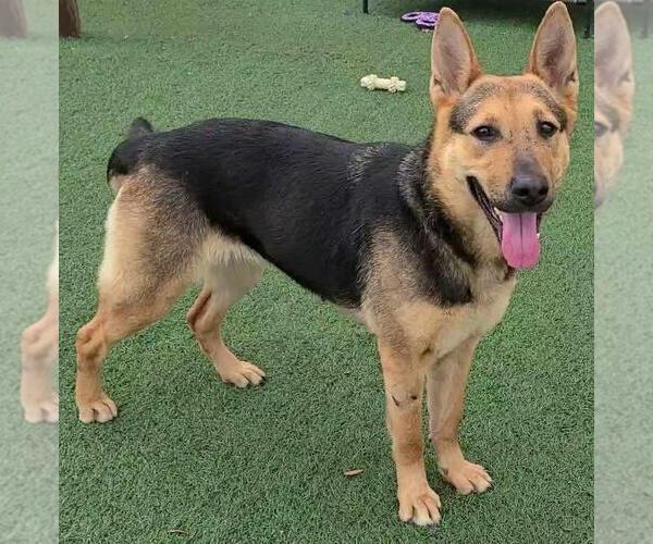 Medium Photo #5 Shepradors Puppy For Sale in Rockwall, TX, USA
