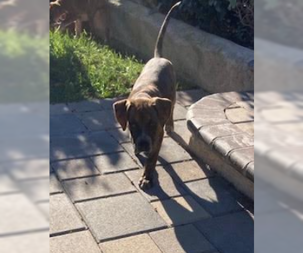 Medium Photo #3 Boxer-Unknown Mix Puppy For Sale in San Diego, CA, USA
