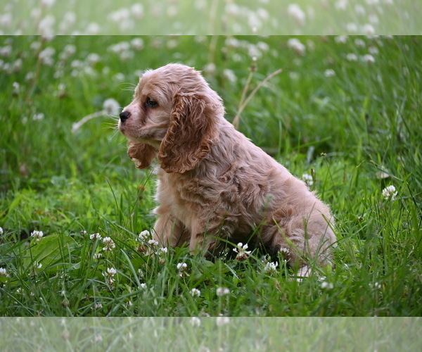 Medium Photo #12 Cocker Spaniel Puppy For Sale in AVALON, MO, USA