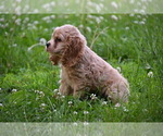 Small #11 Cocker Spaniel