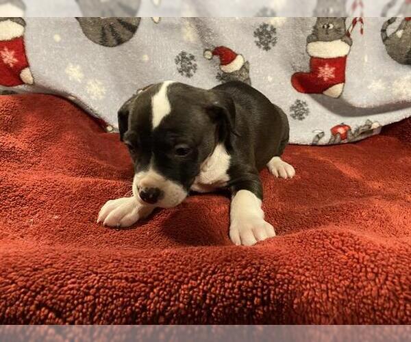 Medium Photo #1 Mutt Puppy For Sale in Modesto, CA, USA