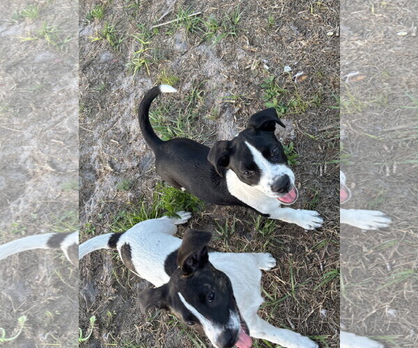 Medium Photo #5 Labrador Retriever-Unknown Mix Puppy For Sale in Sanford, FL, USA