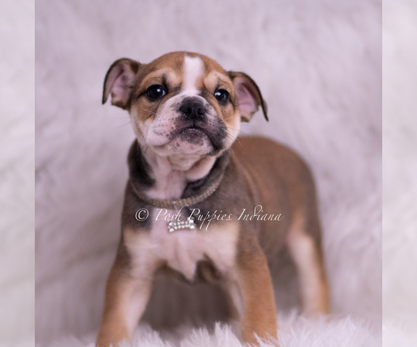 Medium Photo #11 Bulldog Puppy For Sale in WARSAW, IN, USA