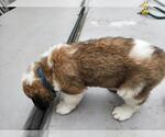 Small Photo #4 Saint Bernard Puppy For Sale in EAST HAMPTON, CT, USA