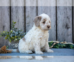 Small #2 Poodle (Miniature)-Portuguese Water Dog Mix